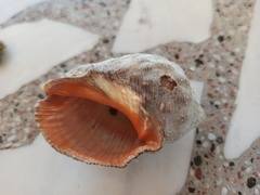 Stramonita haemastoma
