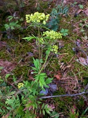 Patrinia rupestris