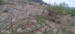 Vachellia aroma