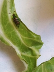 Diabrotica speciosa