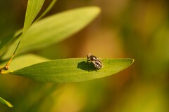 Eristalinus
