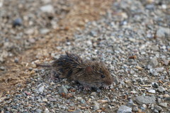 Microtus californicus