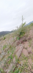 Vachellia aroma