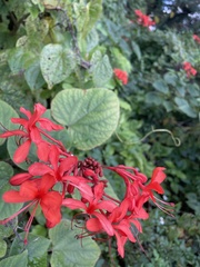 Clerodendrum japonicum