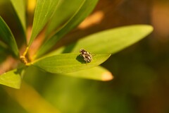 Eristalinus