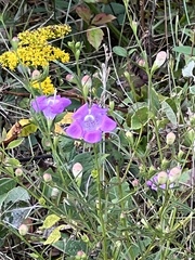 Agalinis purpurea