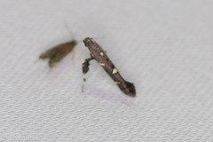 Caloptilia triadicae