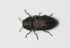 Anthaxia quadripunctata