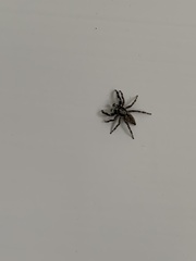 Salticinae