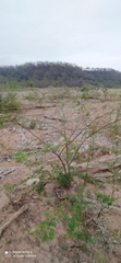 Vachellia aroma