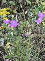 Agalinis purpurea
