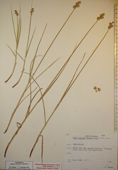 Carex cumulata