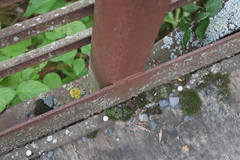 Xanthomendoza hasseana