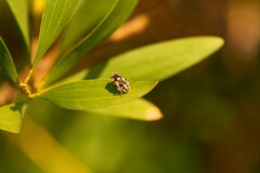 Eristalinus