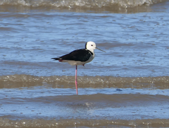 Himantopus leucocephalus