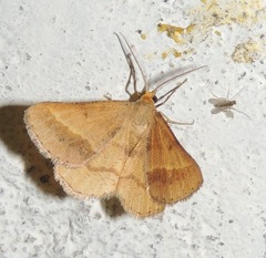 Isturgia arenacearia