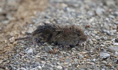 Microtus californicus