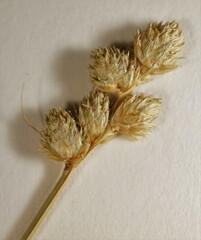 Carex cumulata