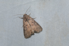 Condica illecta