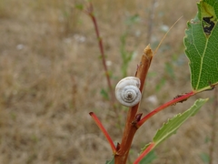 Xerolenta obvia