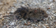 Microtus californicus