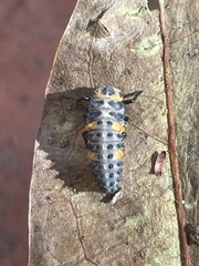 Coccinella