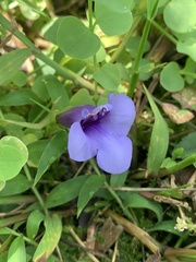 Torenia concolor