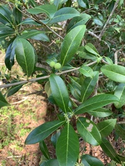 Cartrema americana