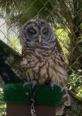 Strix