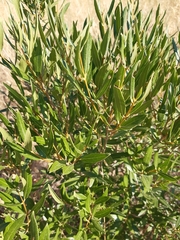 Phillyrea angustifolia
