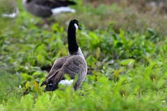 Branta canadensis