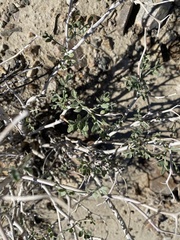 Psorothamnus arborescens minutifolius