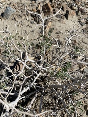 Psorothamnus arborescens minutifolius