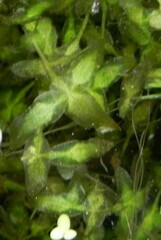 Lemna trisulca
