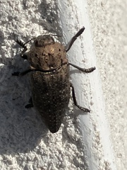 Capnodis tenebricosa