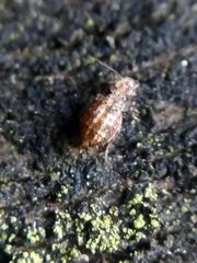 Cerobasis