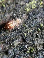 Cerobasis