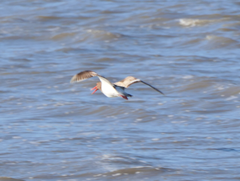 Haematopus longirostris