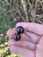 Vitis rotundifolia