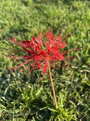 Lycoris