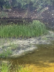 Jacana spinosa