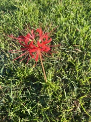 Lycoris
