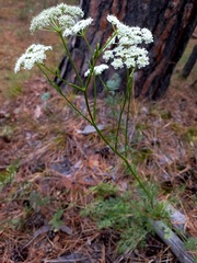 Kitagawia baicalensis