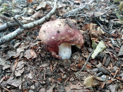 Russula romellii