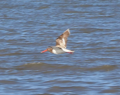 Haematopus longirostris