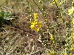 Verbascum sinuatum