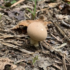 Lycoperdon