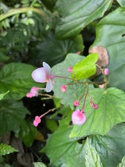 Begonia formosana