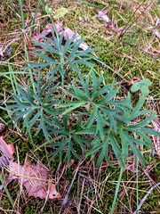 Pulsatilla