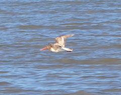 Haematopus longirostris